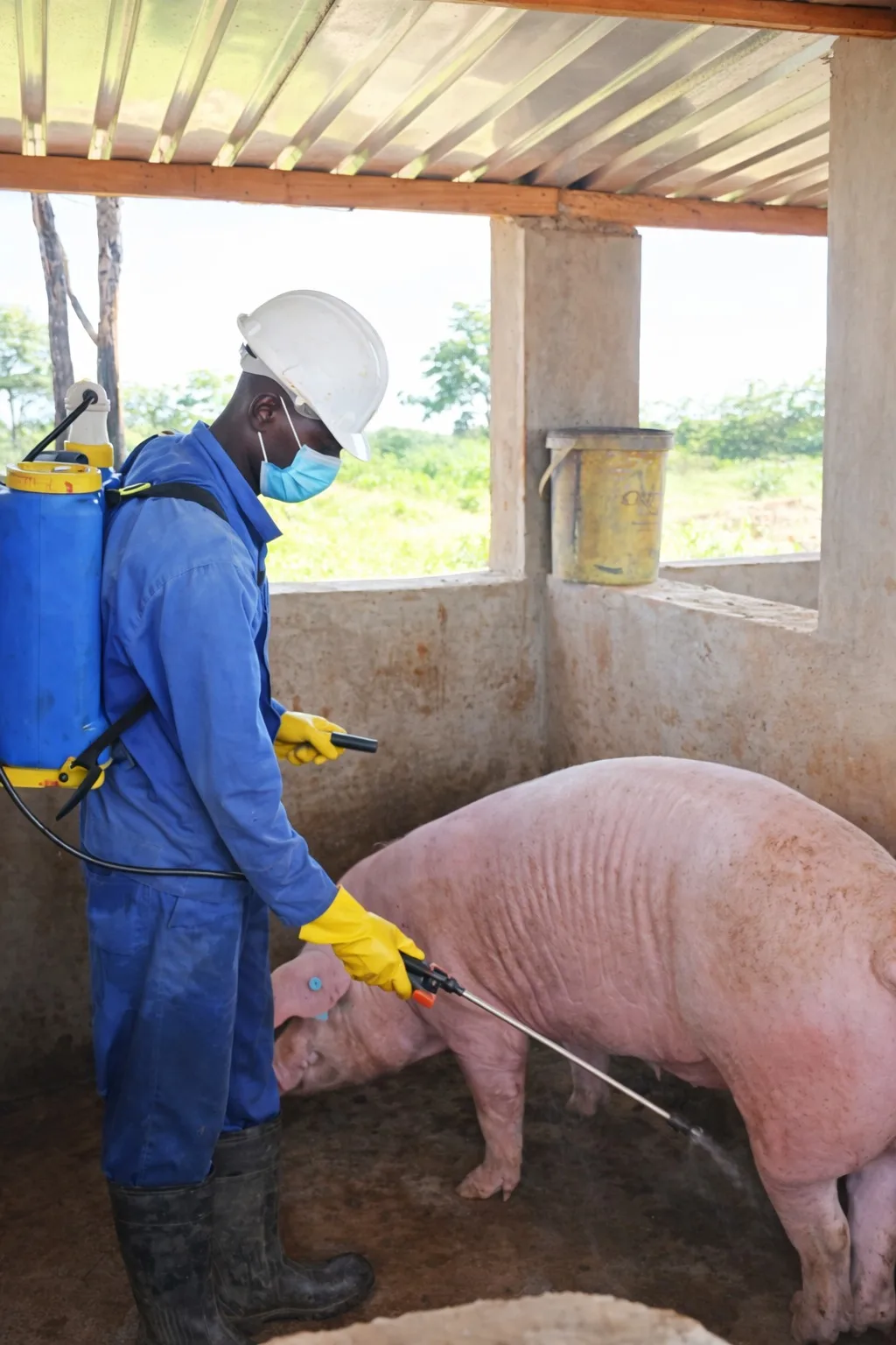 Routine disinfection in the Ecomatt pig housing