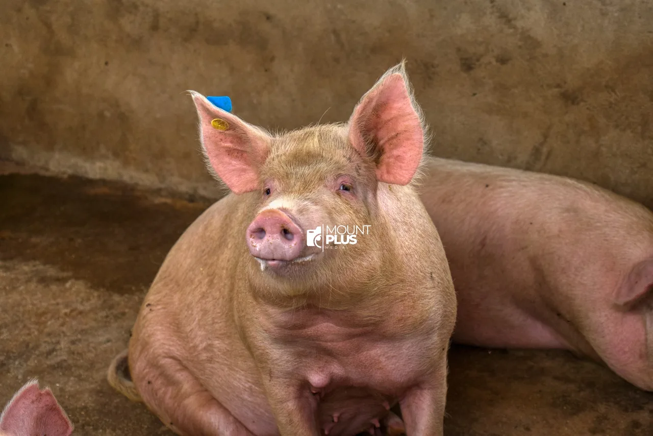 A healthy Large White sow in the Ecomatt breeding herd