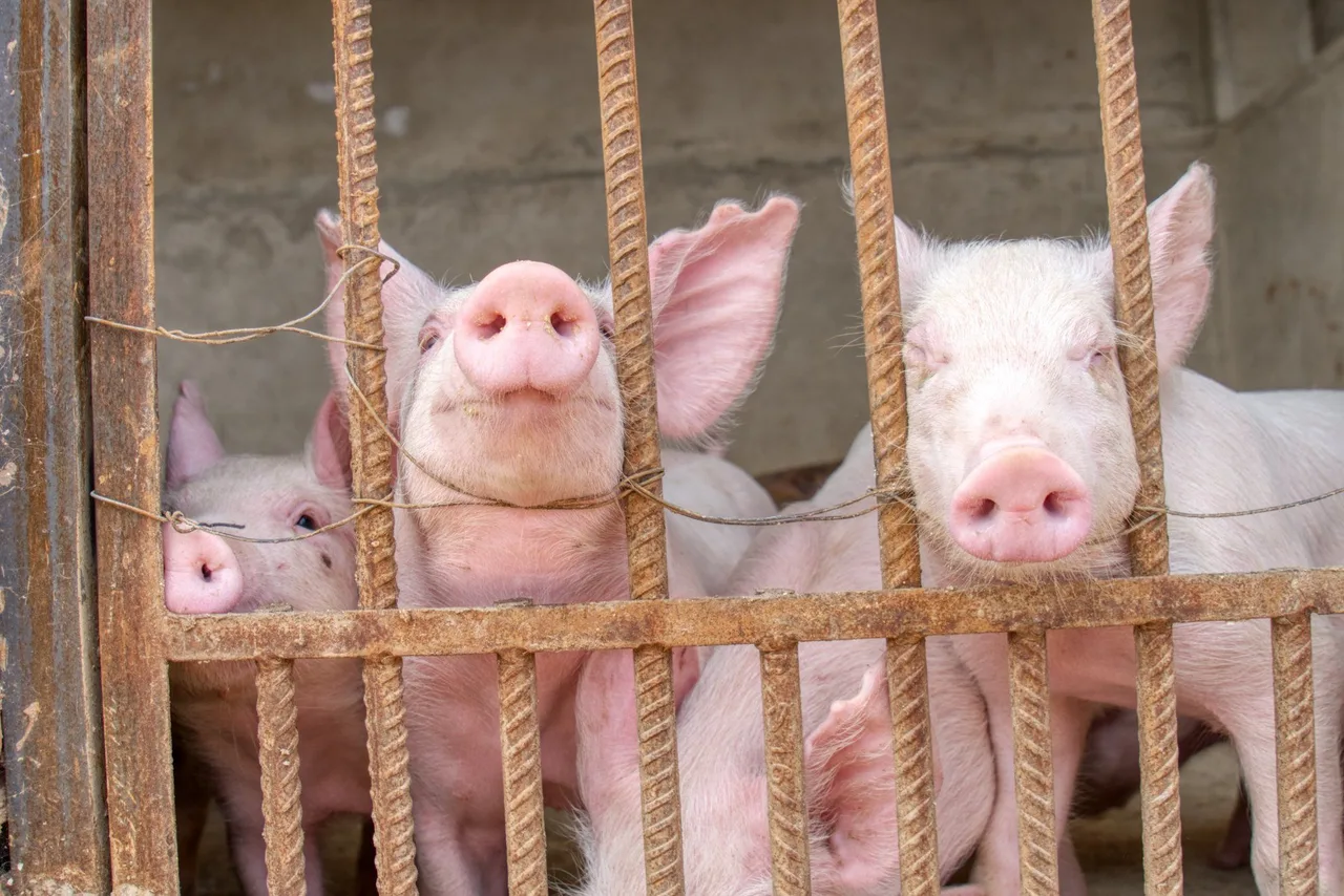Curious weaners at the pen rail
