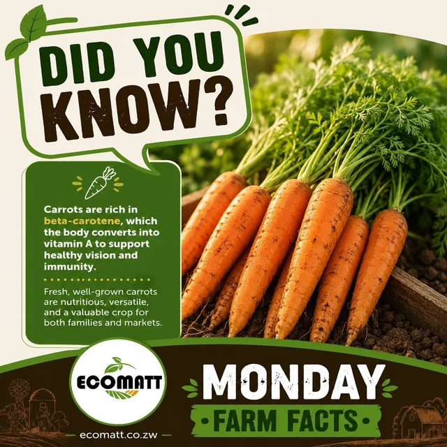 Farm fact: carrots are rich in beta-carotene