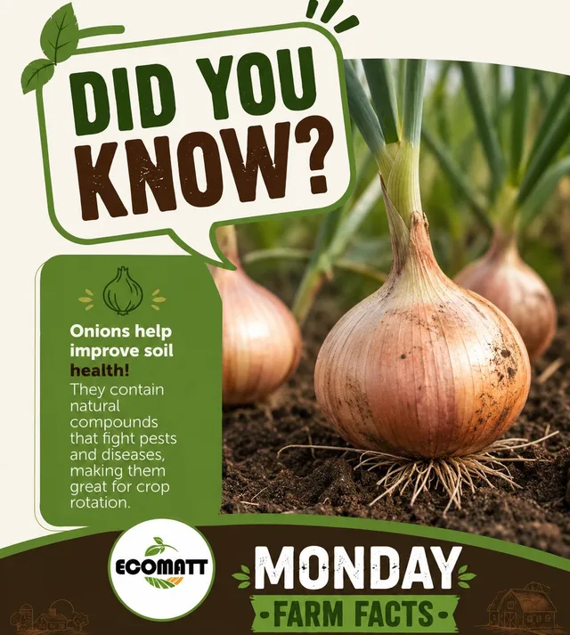 Farm fact: onions help improve soil health
