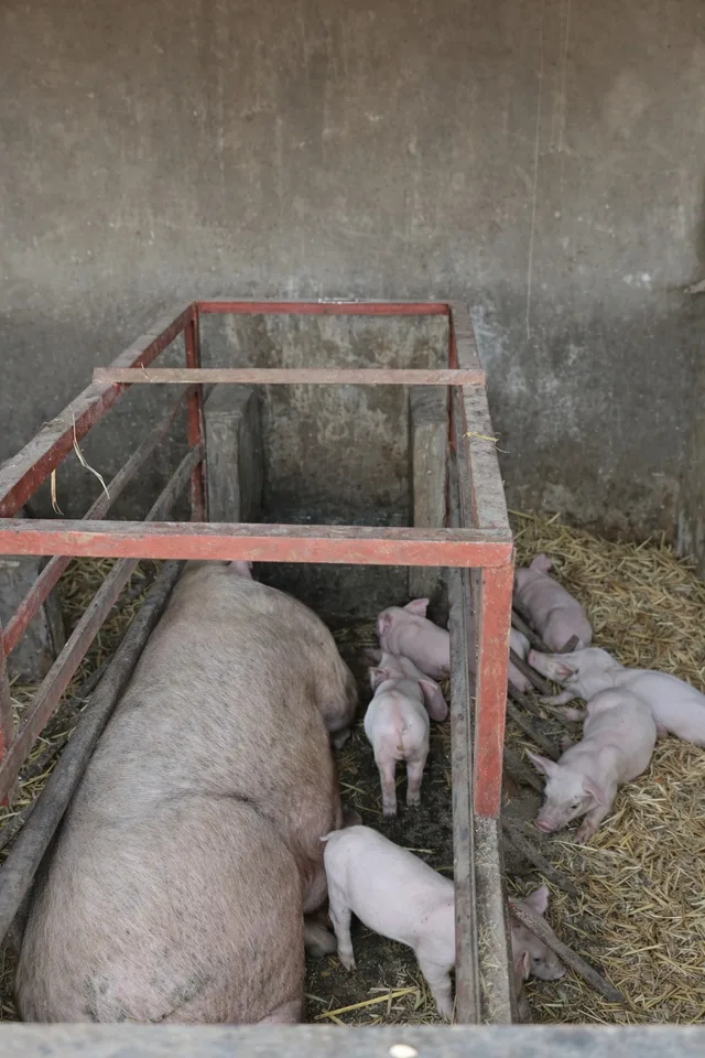 Sow and piglets in a farrowing crate