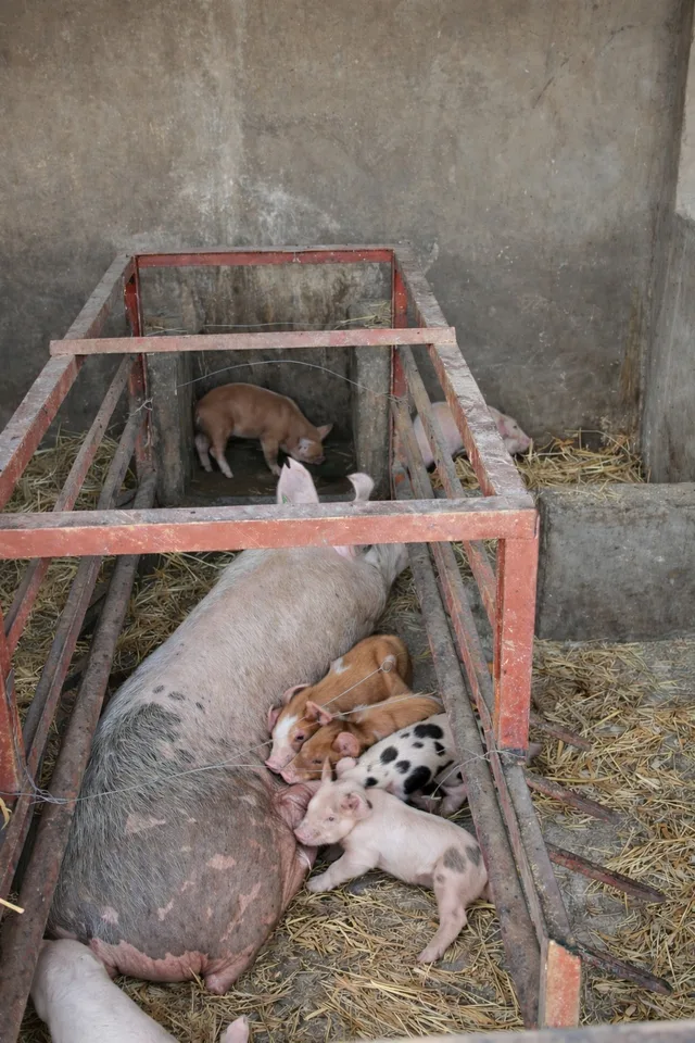 Farrowing pen with sow and her litter