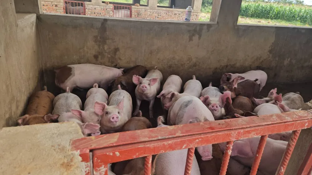 Feeding line running down the growing pens at Ecomatt Farm