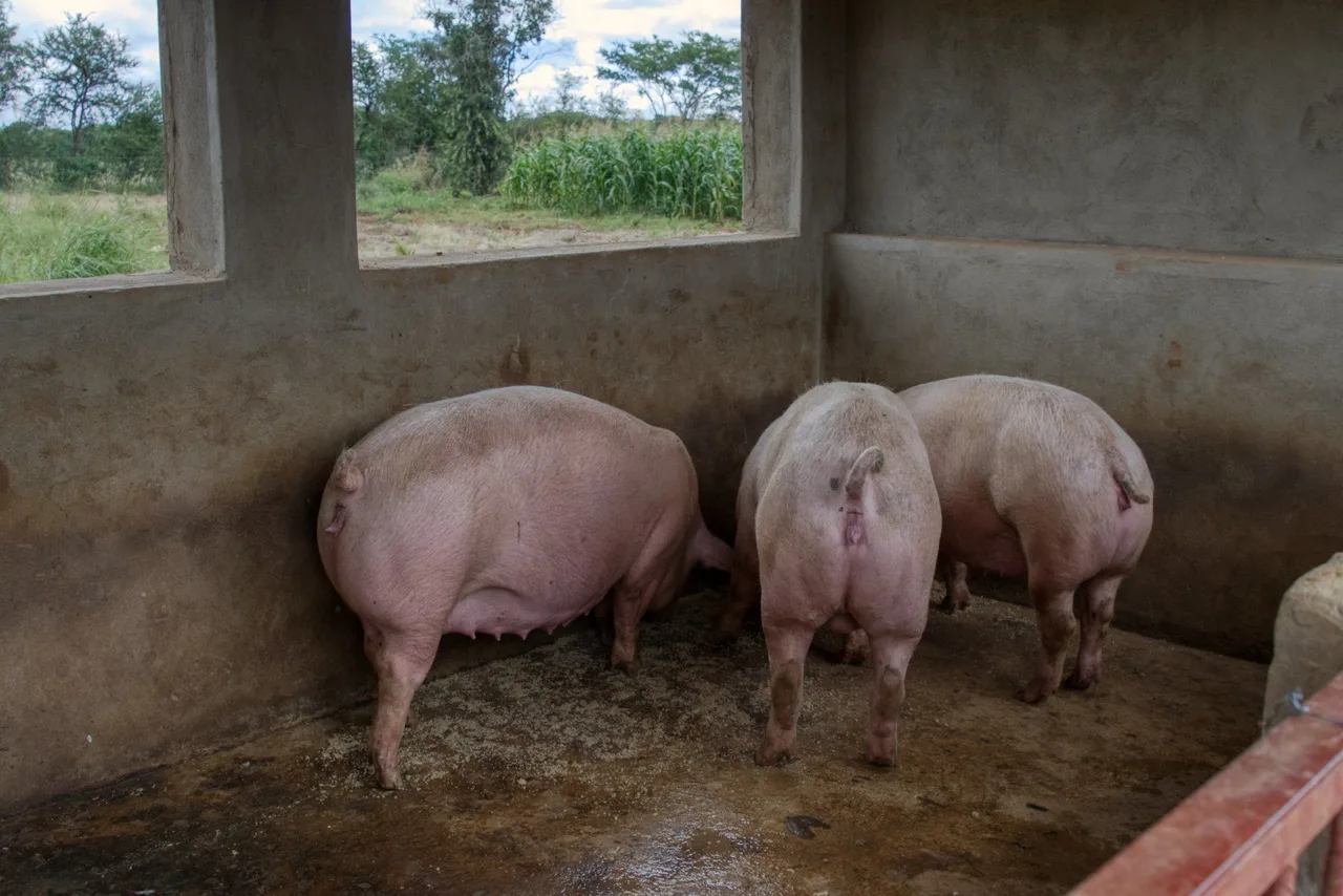 Growing pigs in a well-ventilated pen in the finished Ecomatt piggery