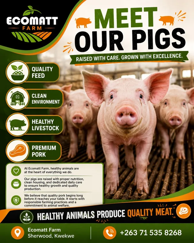 Meet our pigs: raised with care, grown with excellence