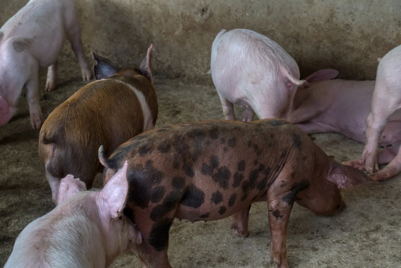 A mixed herd feeding together