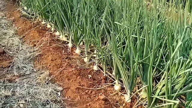 Onions growing in rows on the Ecomatt lands