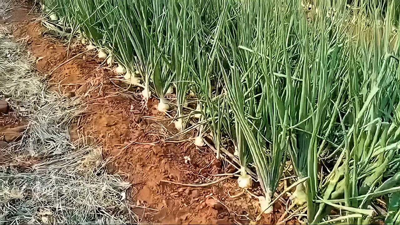 Onions growing in rows on the Ecomatt lands