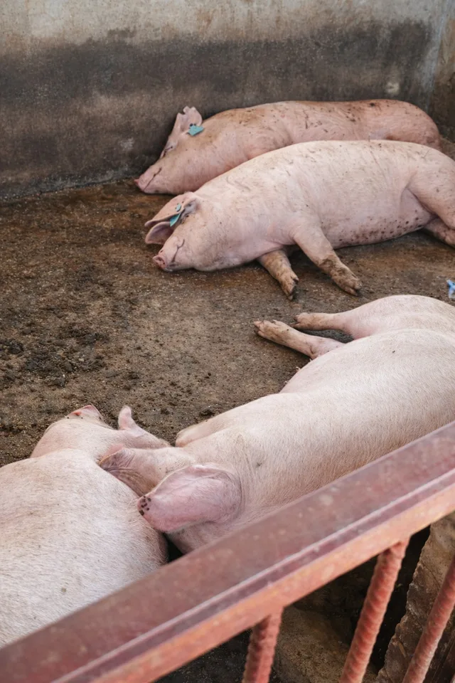 Pigs resting in the shade of the pen