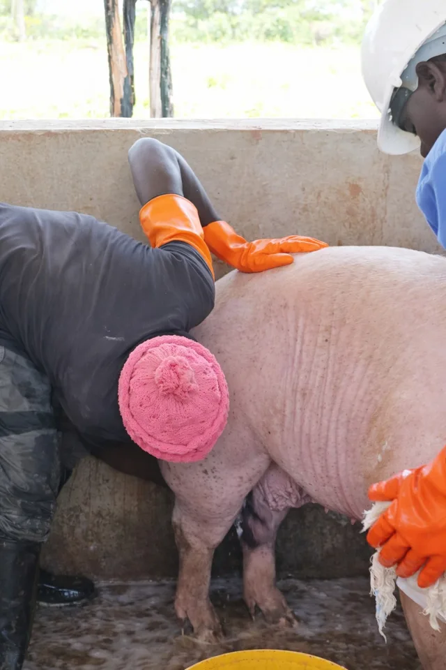 Washing and caring for a sow